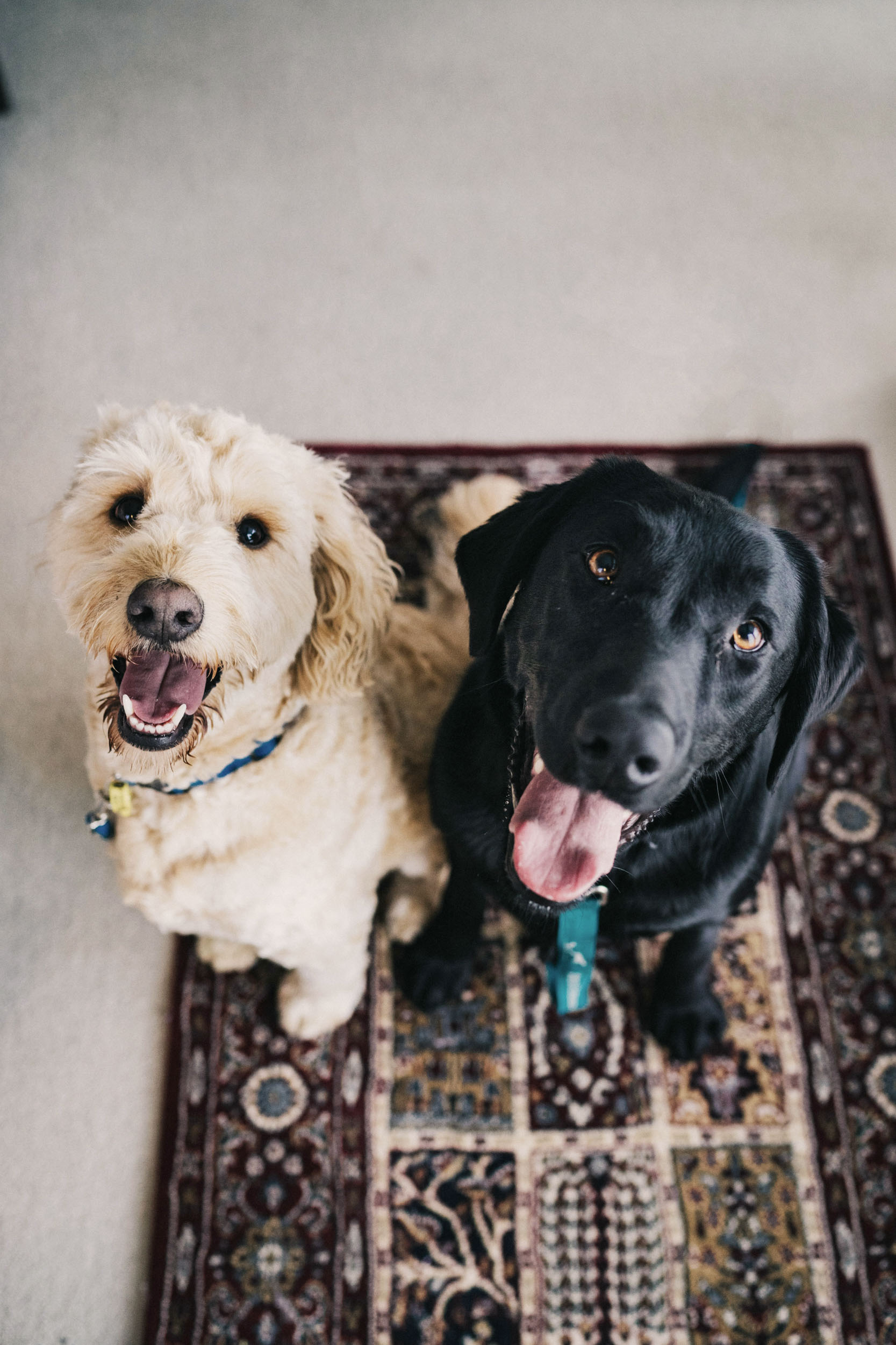 Two dogs on rug looking up happily