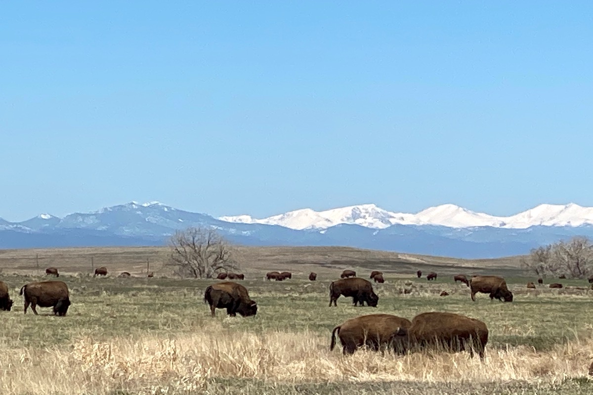 Bison roaming the fields of Rocky Mountain Arsenal National Wildlife Refuge Park